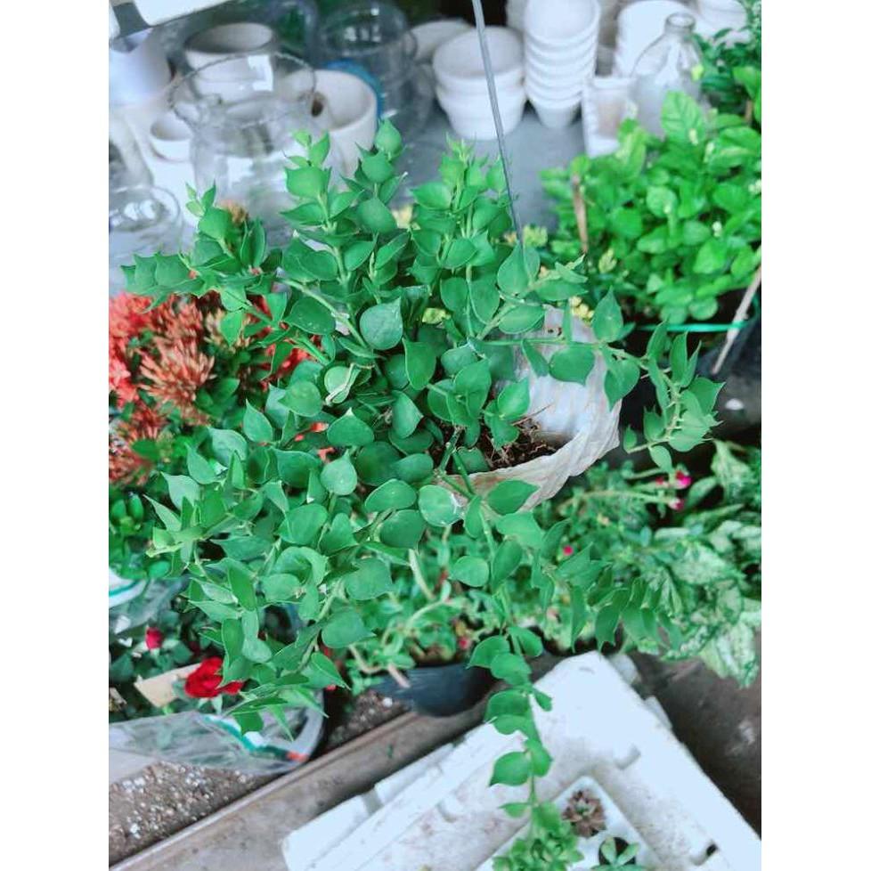 Chậu cây lá tim vỏ óc Bán Chạy