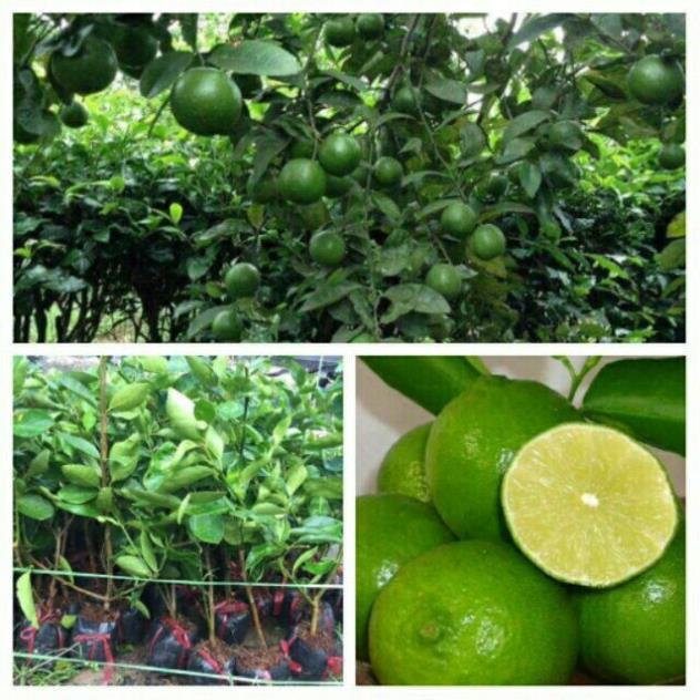 CÂY GIỐNG CHANH KHÔNG HẠT cây giống thuần chủng F1