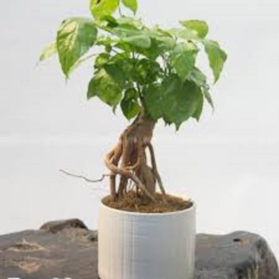 CÂY HẠNH PHÚC- CÂY PHONG THỦY MANG LẠI TÀI LỘC CHO GIA CHỦ -
