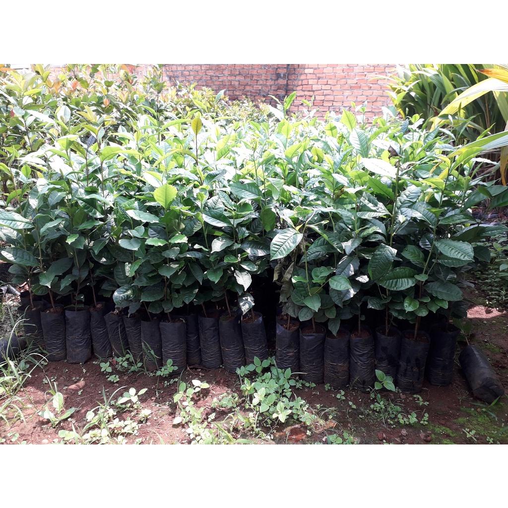 COMBO 3 CÂY GIỐNG CHÈ XANH THÁI NGUYÊN