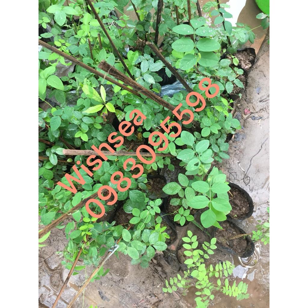 Cây hoa đậu biếc