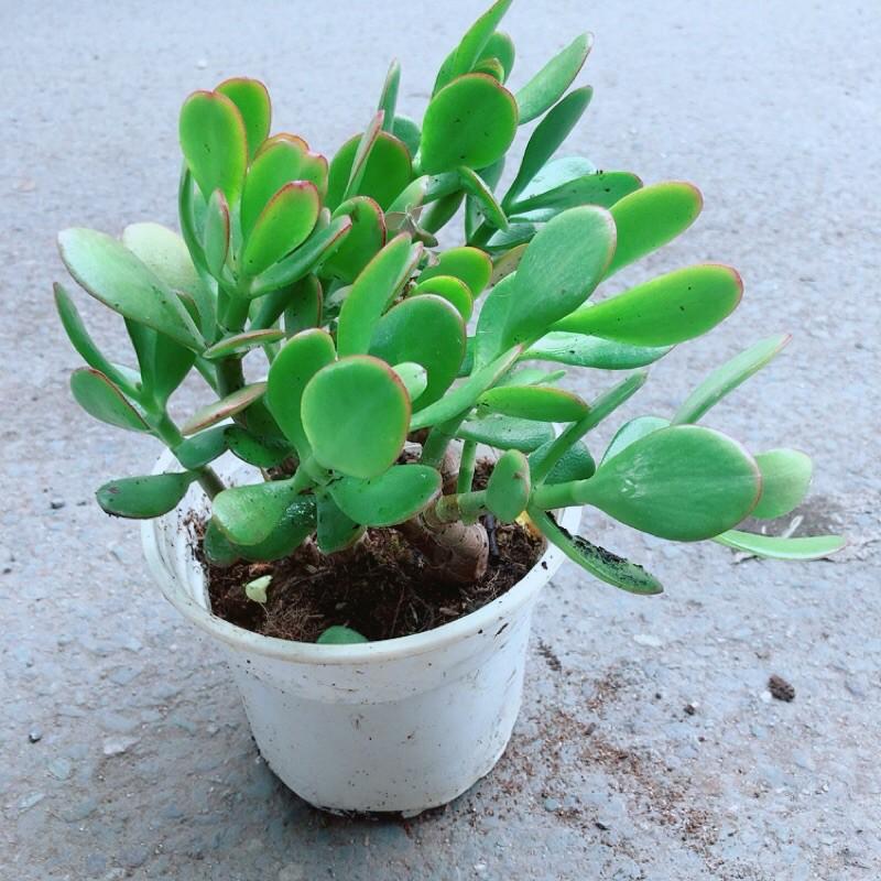 Cây Ngọc Bích Hợp Phong Thuỷ
