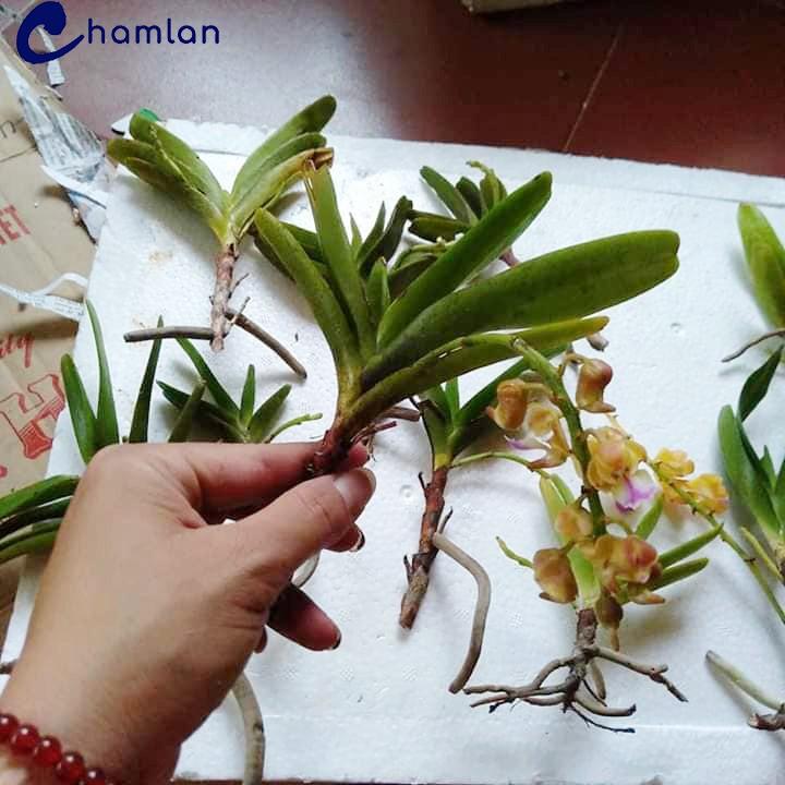 Combo 3 bó Lan Hoàng nhạn hoa thơm giá rẻ, 5 cây 1 bó