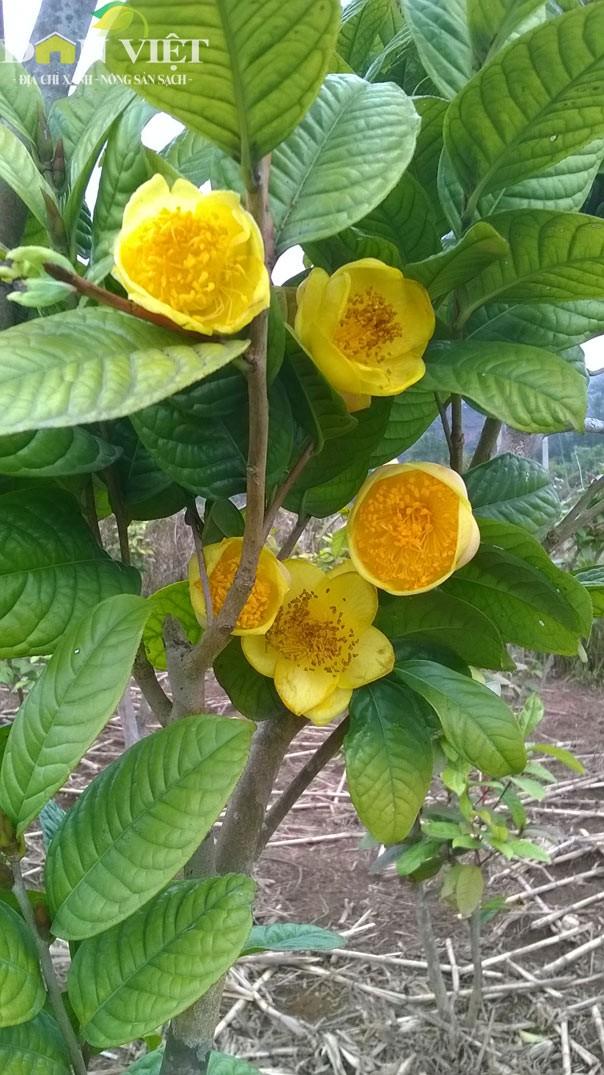 Cây giống HOA HẢI ĐƯỜNG- Hoa siêu to, siêu đẹp, siêu rẻ - Hoa màuu vàng rực rỡ