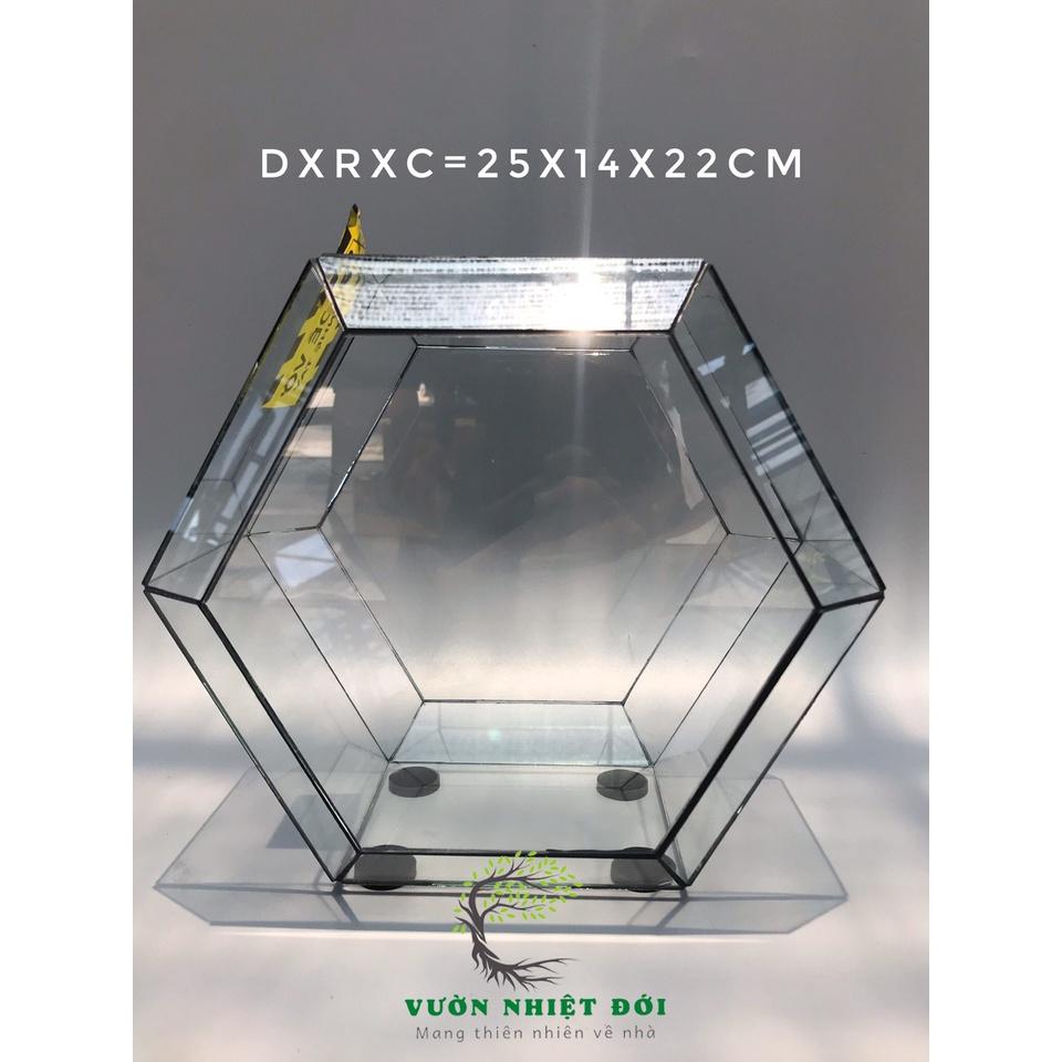 Bể Terrarium Đa Giác Setup Bán Cạn Để Bàn Làm Việc