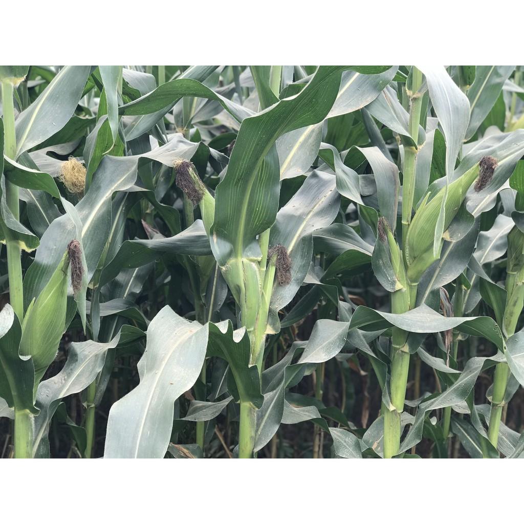 Hạt giống ngô lai F1 MK399 1kg