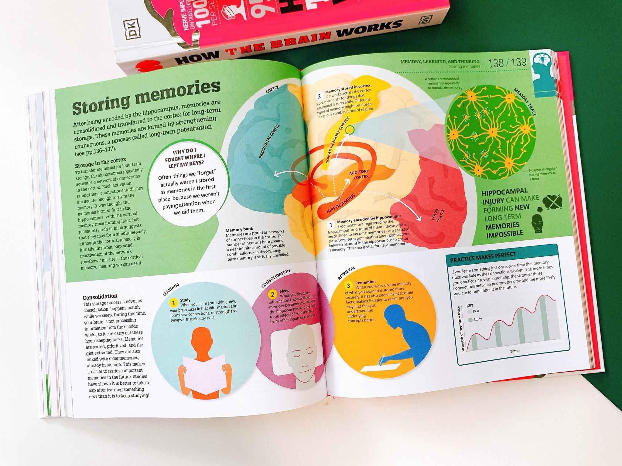 How the Brain Works : The Facts Visually Explained