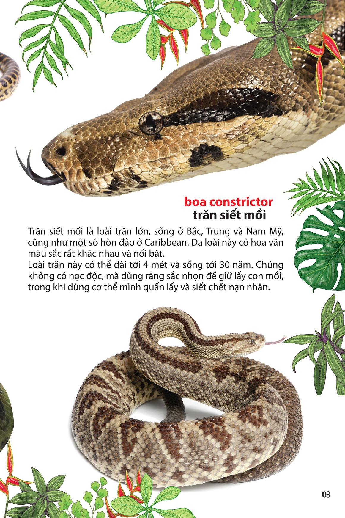 Thám Hiểm Amazon - Thế Giới Động Vật