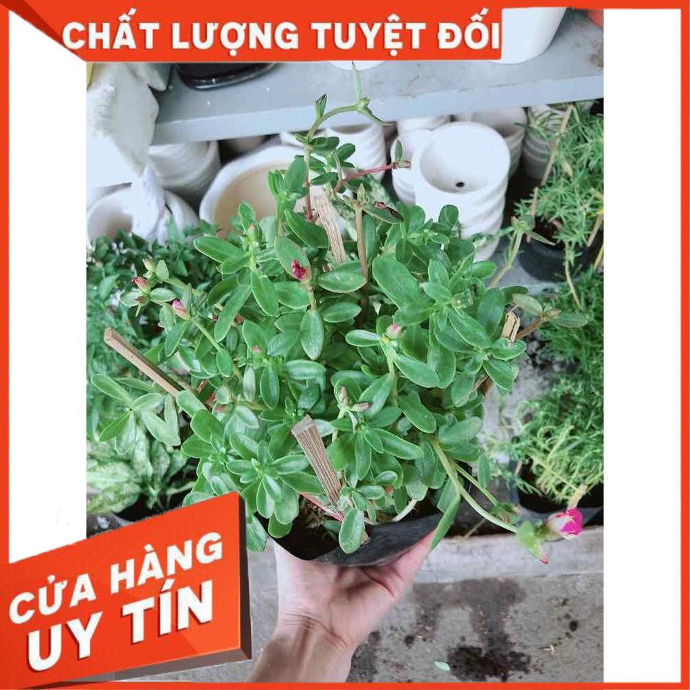 Cây hoa sam Nhiều Người Mua