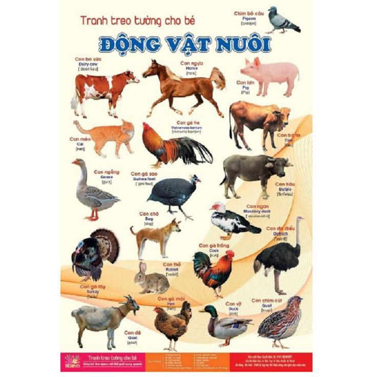Bộ tranh treo tường về thế giới xung quanh 14 chủ đề cho bé