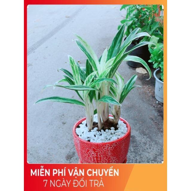 Chậu Cây Giữ Tiền