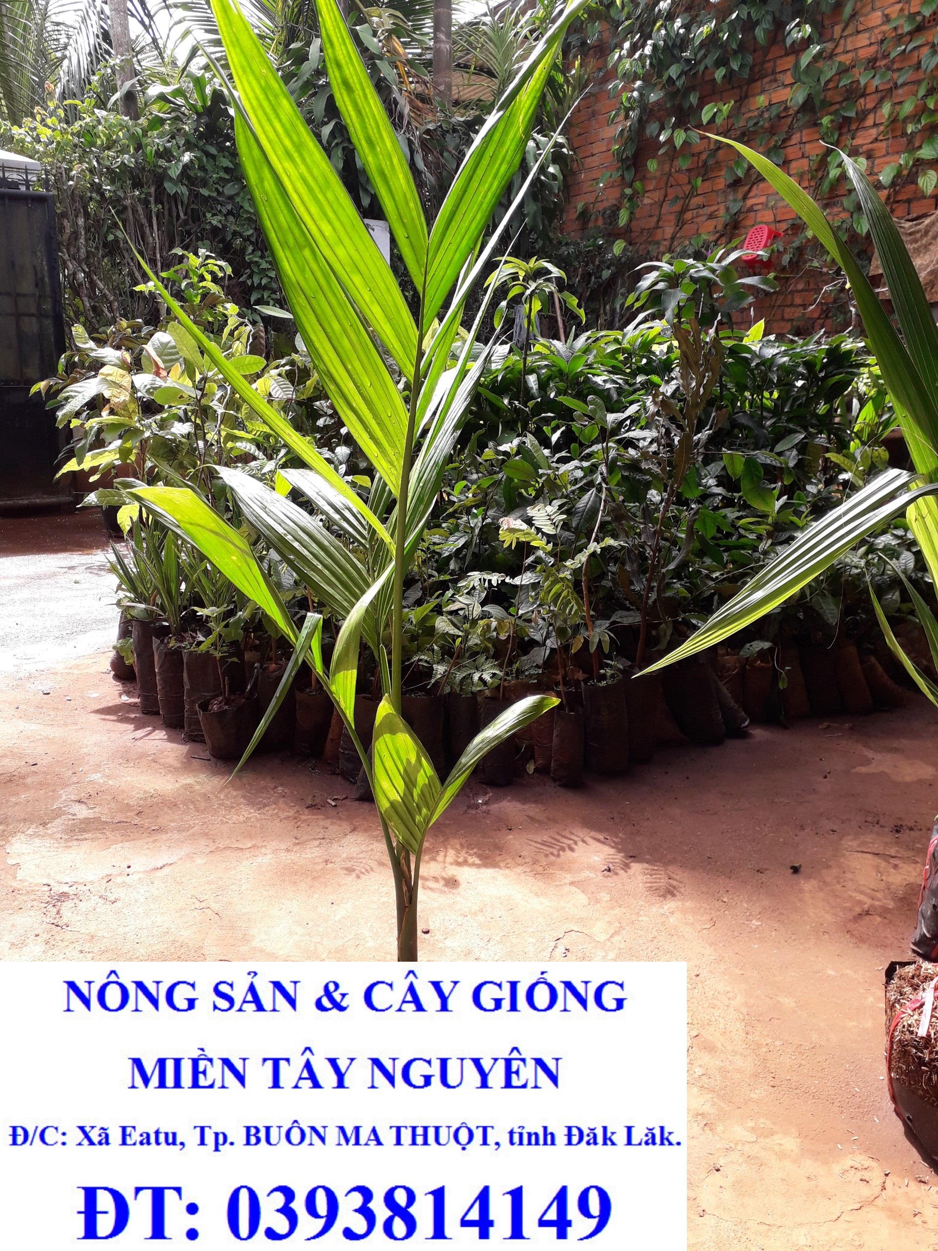 CÂY GIỐNG CAU ĂN TRẦU TỨ QUÝ bầu to CAO HƠN 1M RỒI