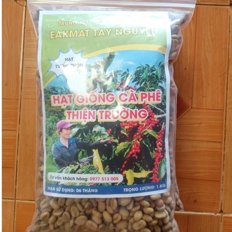 500 gram hạt giống cà phê Thiện Trường