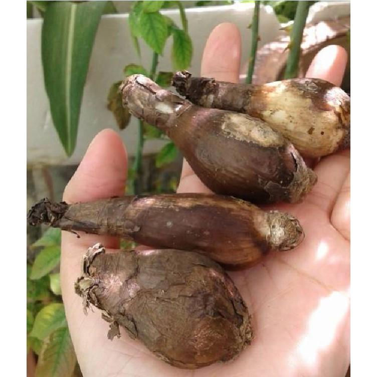 Combo 3 củ giống hoa bỉ ngạn hoa màu đỏ