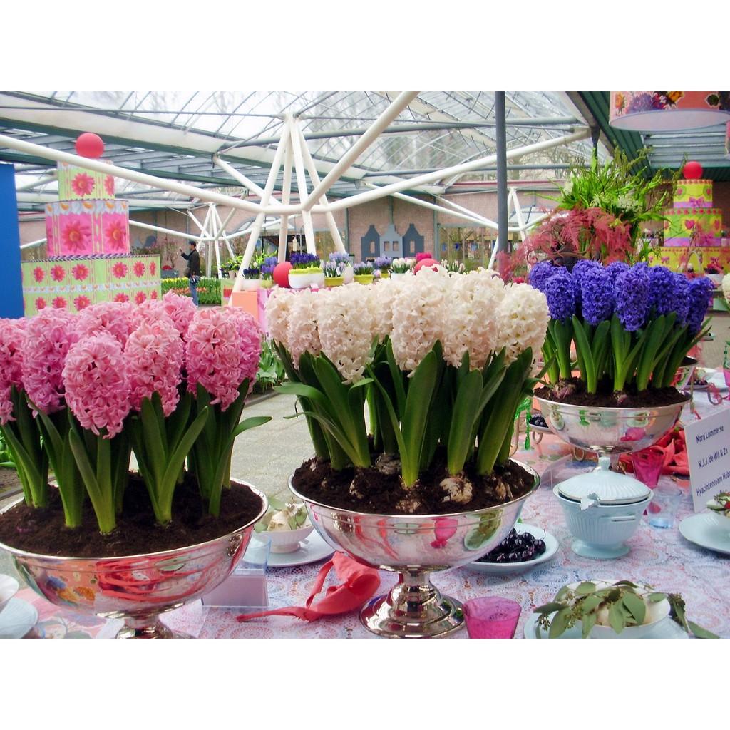 Củ giống hoa tiên ông trắng 1 củ