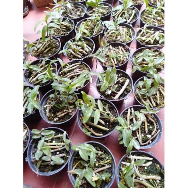 Hoa phong lan phi điệp ươm kie+ 700g phân thỏ hữu cơ