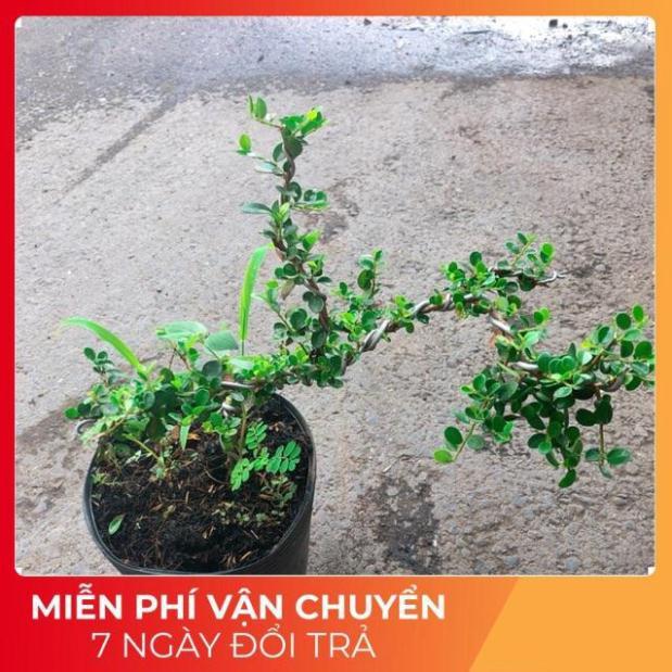 Linh Sam Núi Bonsai