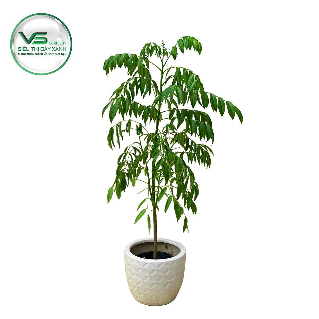 CÂY giống CÓC THÁI Lan . Trồng chậu được.