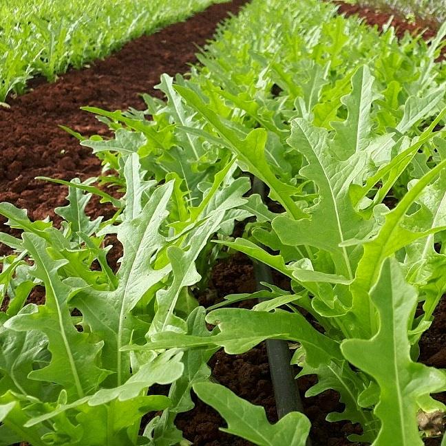 Hạt giống xà lách lá sồi oakleaf RD932 - Chịu nhiệt tốt