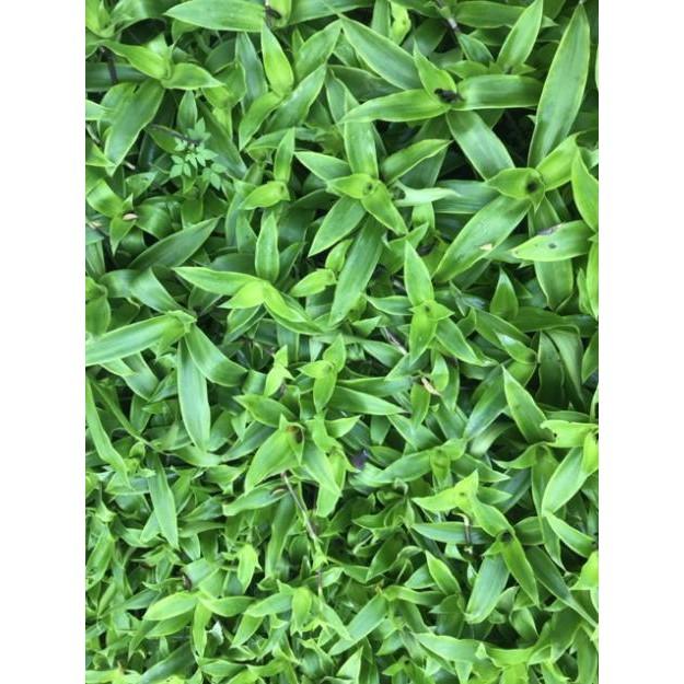 Cây Lược Vàng Tươi 1KG