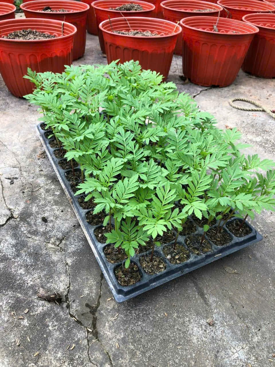 Khay Ươm Hạt Giống Ropot 32 lỗ - Combo 10 cái