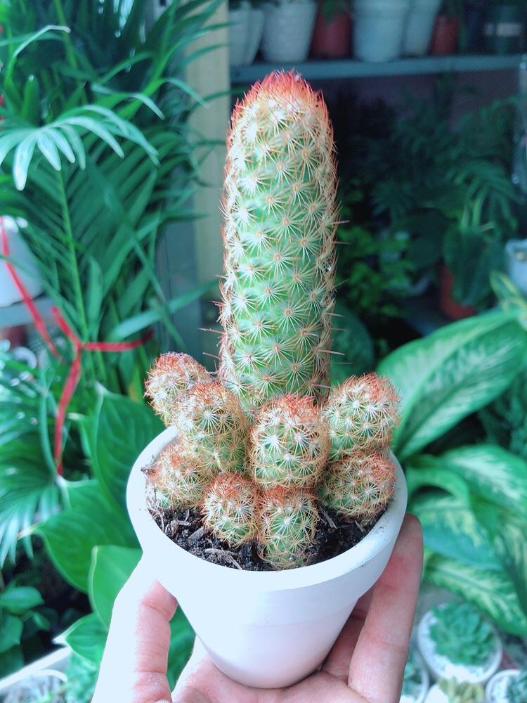 Chậu Xương Rồng Trụ