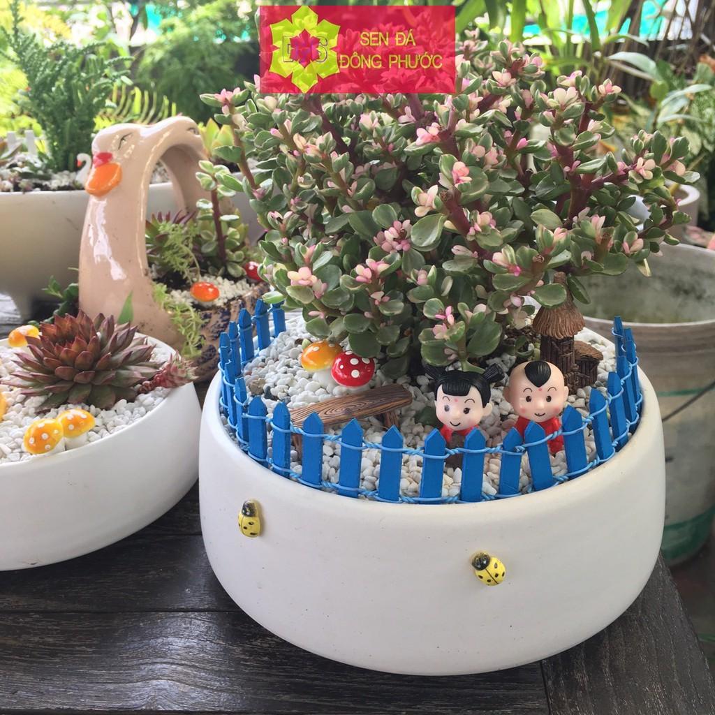 Chậu sứ cao cấp hình tô các màu - chậu trồng tiểu cảnh sen đá, xương rồng, cây phong thuỷ văn phòng đẹp
