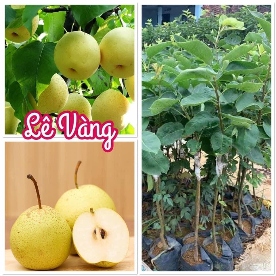 CÂY GIỐNG LÊ VÀNG SIÊU TRÁI.