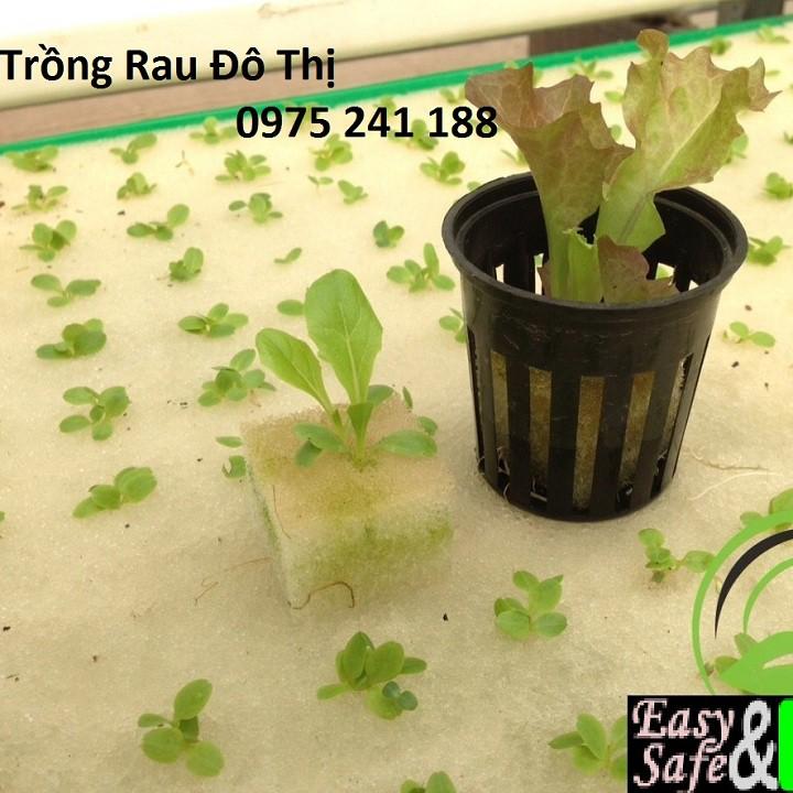 288 viên mút xốp ươm hạt kích thước 25 x 25 x 25mm hàng nhật chất lượng cao