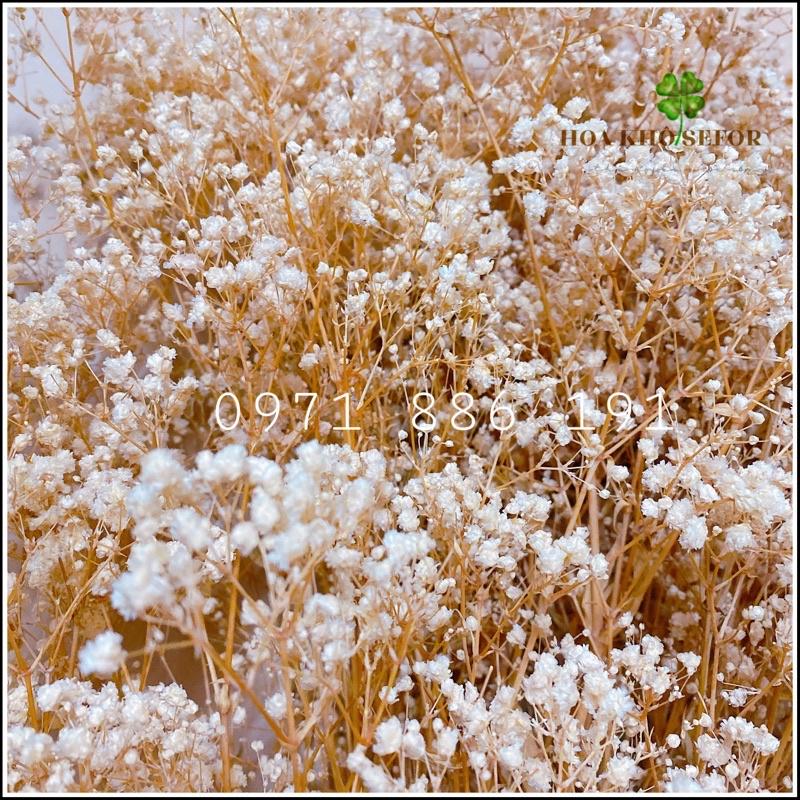 Hoa baby ướp ️️ Gypsophila hoa khô trang trí phòng ngủ, làm đồ handmade