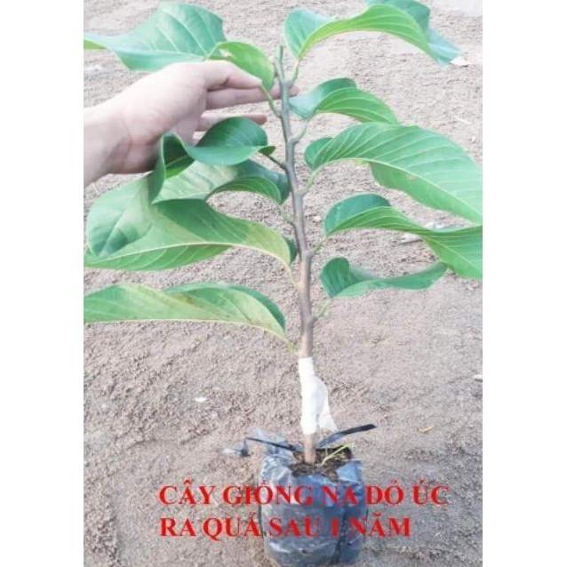 Sản phẩm CÂY GIỐNG NA ĐỎ CAO SẢN