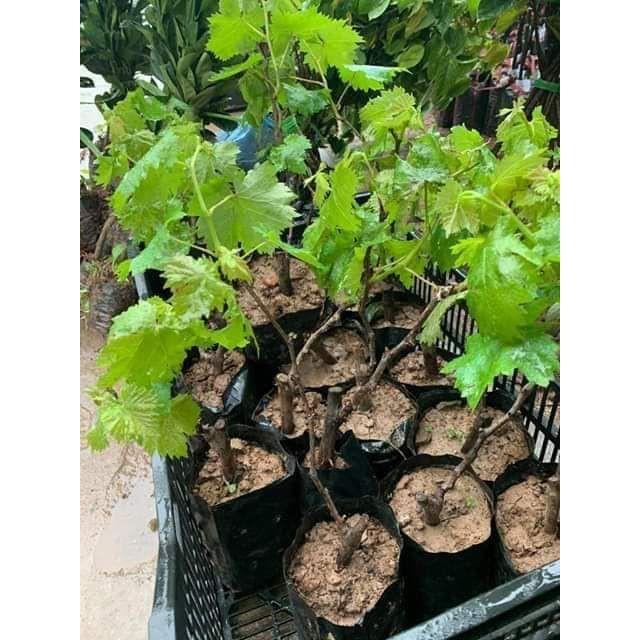 Sản phẩm NHO MÓNG TAY MĨ NỮ