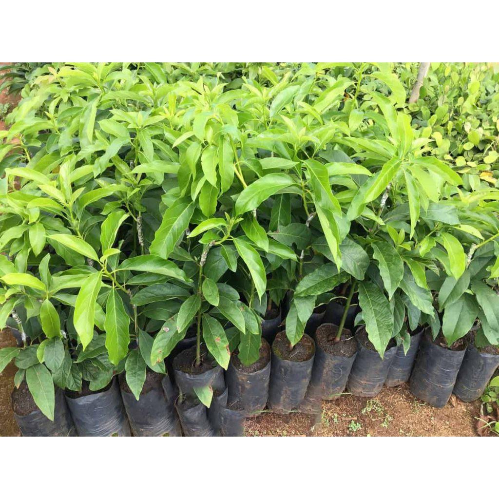 Cây giống bơ tứ quý cho trái siêu sớm sau bầu to cây khỏe