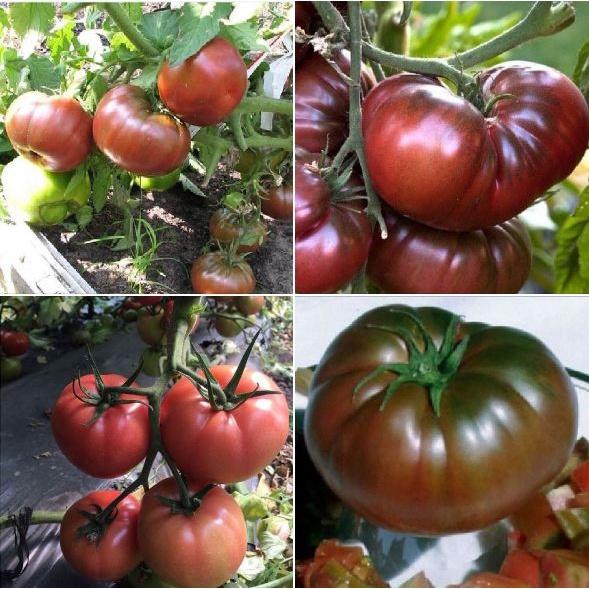 Hạt giống cà chua socola quả to khổng lồ f1-1 gói 10 hạt-tặng kèm gói phân bón lót