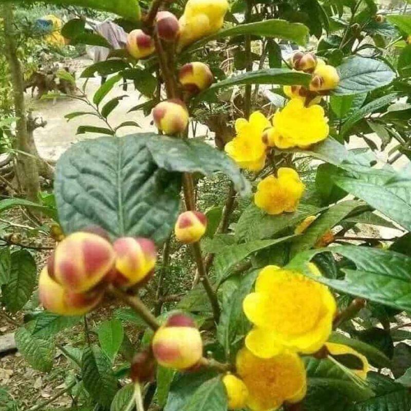 Cây trà hoa vàng