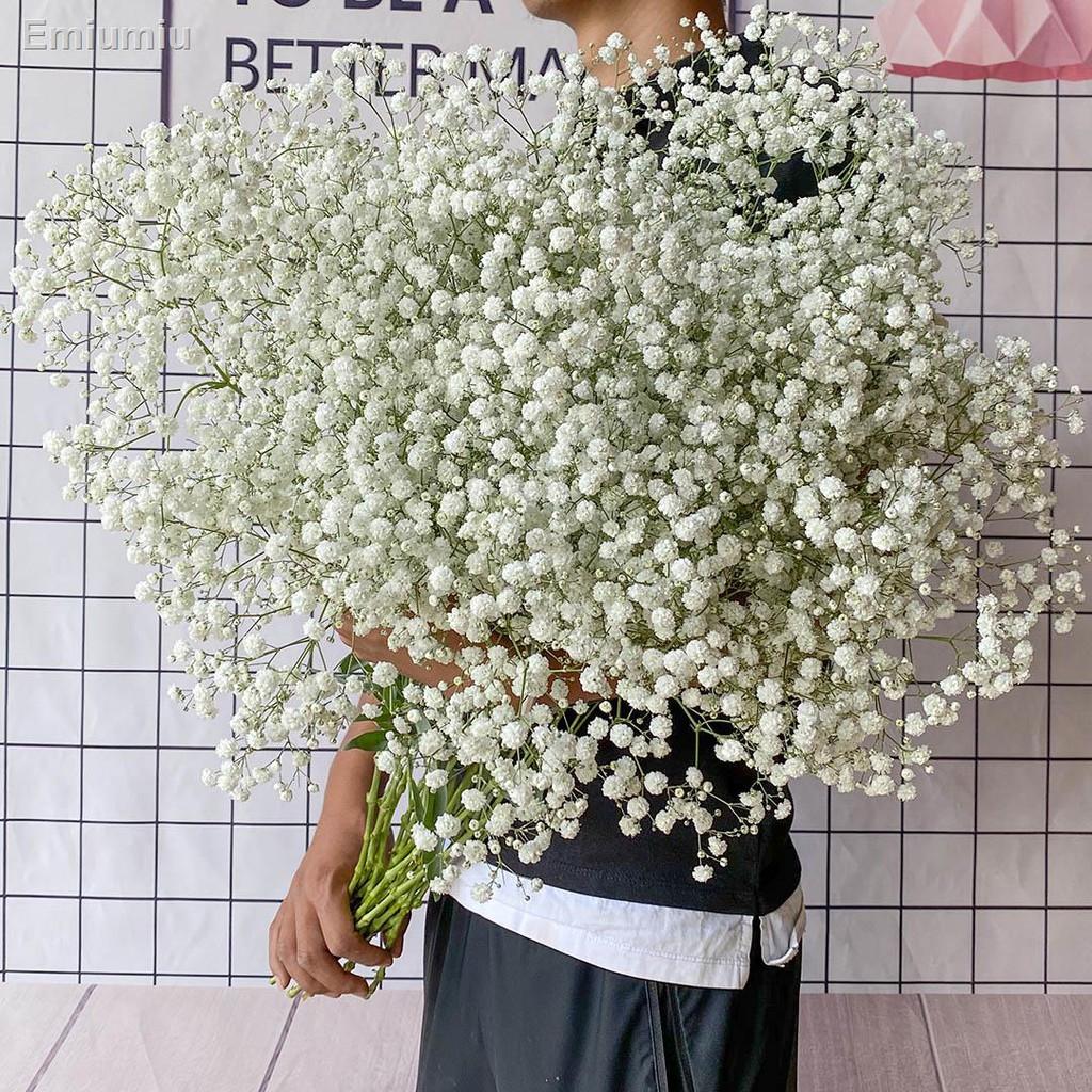 ✸Gypsophila bó hoa khô siêu lớn trang trí nội thất nhà cửa