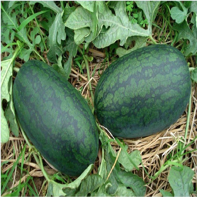 Hạt giống dưa hấu quả dài ruột đỏ-gói 10 hạt-tặng kèm gói phân bón lót