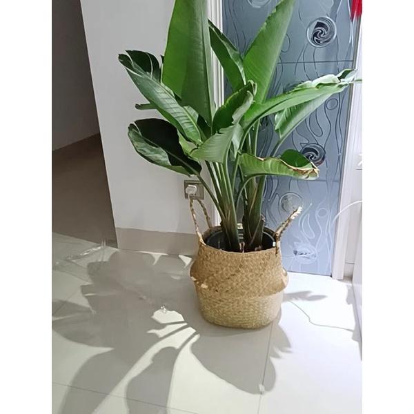 Giỏ cói Bị cói trồng cây trang trí, đựng quần áo - Túi cói giỏ cói đựng cây giả cây trồng trong nhà