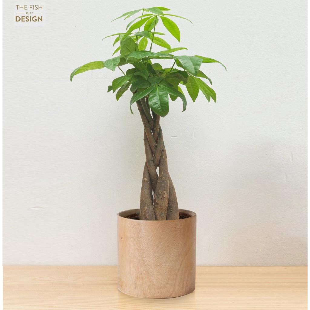 Chậu Cây Kim Ngân Xoắn | THE FISH DESIGN Size L