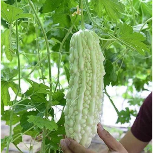 Gói 10 hạt giống mướp đắng trắng bạch tuyết Hà Lan