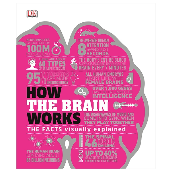 How The Brain Works: The Facts Visually Explained (How It Works)
