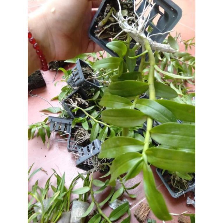 Sản Phẩm hoa phong lan phi điệp 5ct gieo hạt