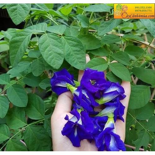NGUYÊN CHẬU CÂY GIỐNG HOA ĐẬU BIẾC SIÊU ĐẸP SIÊU TỐT - NCCGHDBSDSTCGD
