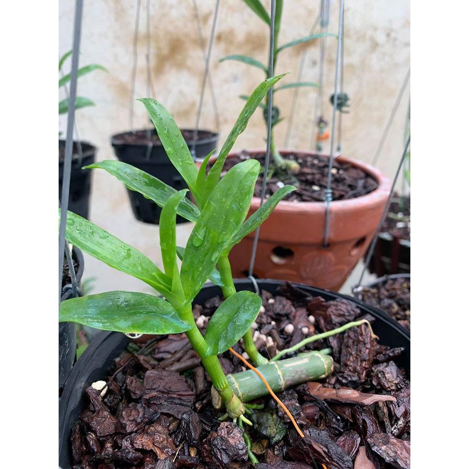 Hoa lan giả hạc mắt đỏ hòa bình , cây cực đẹp