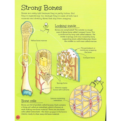 Sách tiếng Anh - Stickmen's Guide: Muscles And Bone