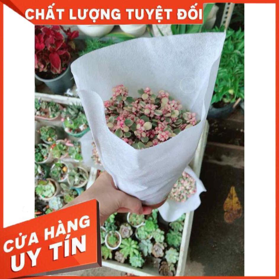 Đô la hồng Nhiều Người Mua