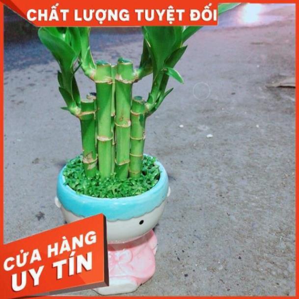 Chậu Trúc Phát Tài Cô Gái