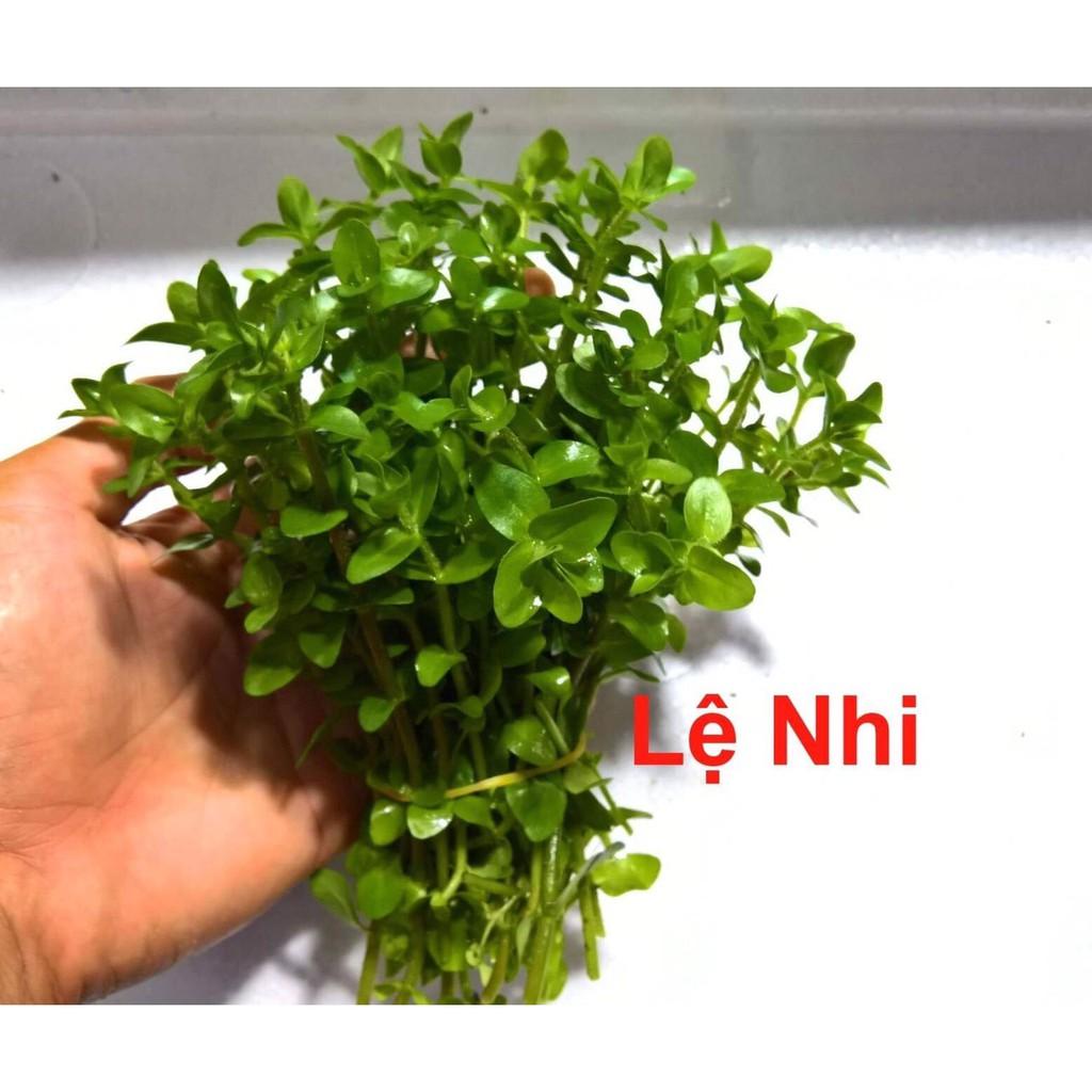 Cây Lệ Nhi - Cây thủy sinh cắt cắm dễ trồng