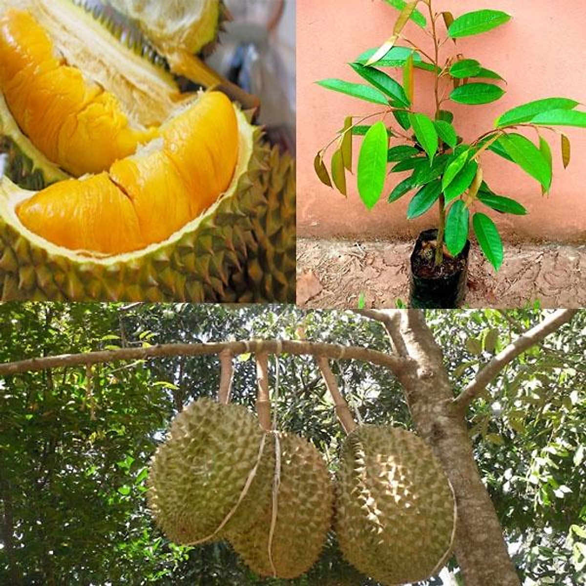 Cây Giống Sầu Riêng Ri6 Da Xanh Cơm Vàng Hạt Lép
