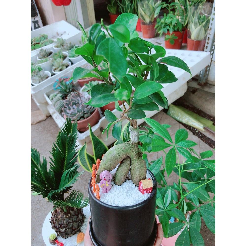 Chậu Cây Si Bonsai